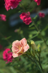 Pink lily on a garden flowerbed