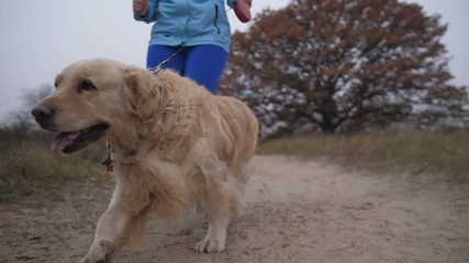 Low section of female runner with labrador retriever exercising and training for cross race in autumn nature. Sporty fitness woman jogging with her pet in countryide on rural track on autumn day.