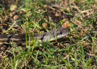 Rat snake in the grass