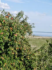 Apfelbaum auf dem Land