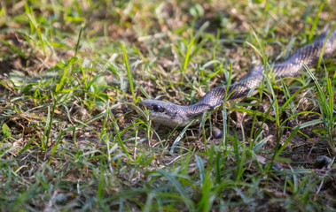 Snake in the grass