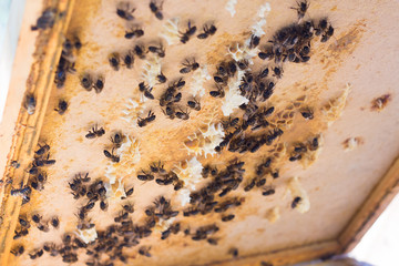Abejas trabajando en una tapa de una caja de abejas con cera