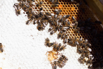 Abejas trabajando en un panel semi tapado
