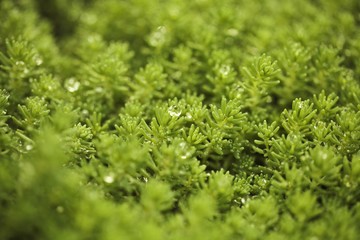 Close up of evergreen