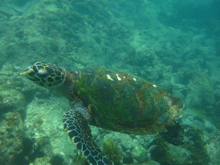 tortuga marina