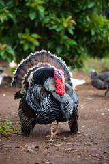 Truthahn, am Leben © topshots