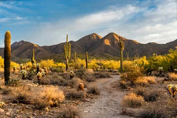 Papier Peint photo Arizona Lumière du matin dans le désert de Sonora à Scottsdale, Arizona