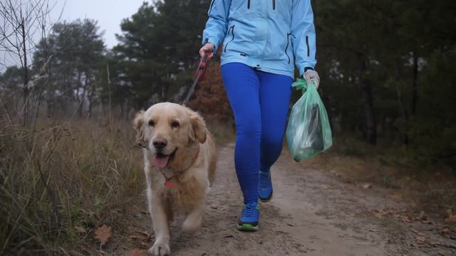 Low section of sporty fit female running with trash bag, doing plogging in autumn forest together with labrador dog during morning training. Active woman jogging with pet and picking up litter outdoor