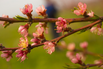 Fototapeta na wymiar Peach blossom in April. Pink flowers of fruit tree.