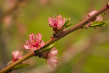 Obraz premium Peach blossom in April. Pink flowers of fruit tree.