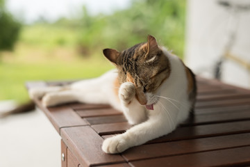 cat itch and wash