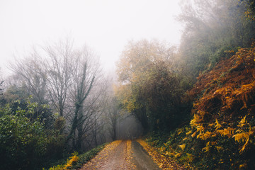 Autumn Road Background in Europe