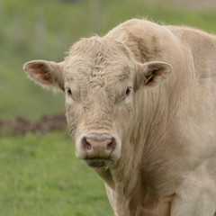 Naklejka na ściany i meble Profile of pedigree Charolais bull roaming in field on free range organic pasture 