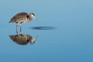 Great Blue Heron wading in calm water hunting for a meal, full reflection, Skagit Valley, Washington, USA