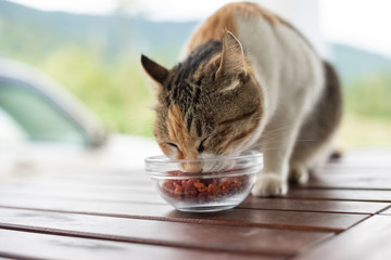cat eat pet food