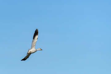 Fototapeta na wymiar Snow Goose flying in a clear blue sky, Skagit Valley, Washington, USA