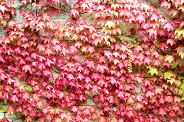 Nice autumn colors of a ivy wall. The red and yellow leaves create a natural pattern