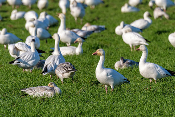 Flock of Snow Geese feeding and resting in a green field, Skagit Valley, Washington, USA
