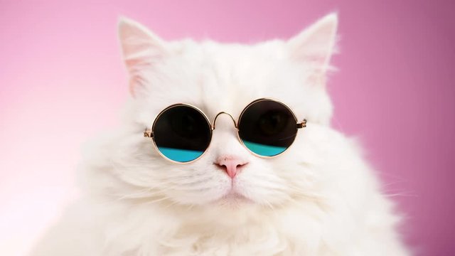 Close portrait of white furry cat in fashion sunglasses. Studio footage. Luxurious domestic kitty in glasses poses on pink background wall. 4k