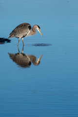 Great Blue Heron wading in calm water hunting for a meal, full reflection, Skagit Valley, Washington, USA