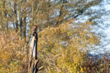Red tailed hawk perched on a dead tree snag, sunny fall day, Skagit Valley, Washington, USA