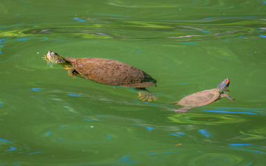 mama and baby turtle in Lake Austin