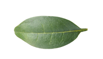 Fresh green citrus leaf on white background