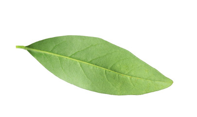 Fototapeta na wymiar Fresh green citrus leaf on white background