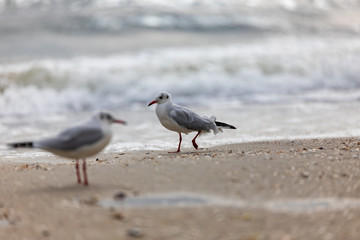Fototapeta premium Seagull on the beach in flight