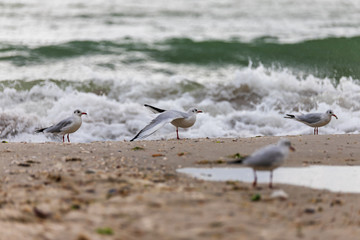 Seagull on the beach in flight