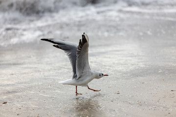 Fototapeta na wymiar Seagull on the beach in flight