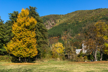 Autumn Landscape with yellow tree near Pancharevo lake, Sofia city Region, Bulgaria
