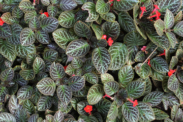 background of Episcia with leaves and flower