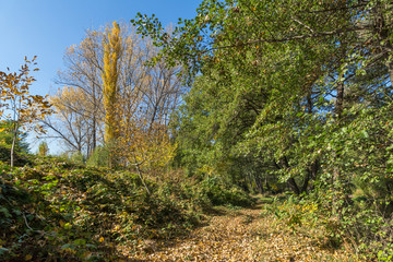 Fototapeta na wymiar Autumn Landscape with yellow tree near Pancharevo lake, Sofia city Region, Bulgaria