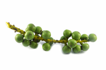 green palm fruit on white background /  livistona speciosa in arecaceae palm fruit family