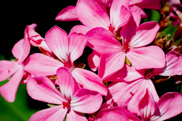 Pink flowers blooming on spring
