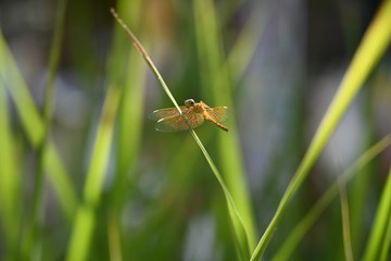 Dragonfly up on green grass 