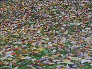 Autumn fallen leaves. Texture