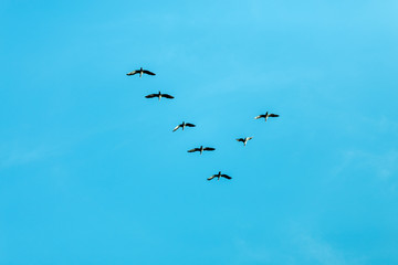 V formation of birds