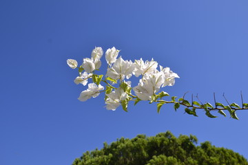 Amendoeira em flor branca