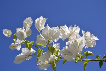 Amendoeira em flor branca