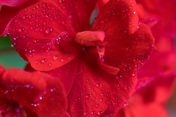 Red geranium flower in macro with dew drops