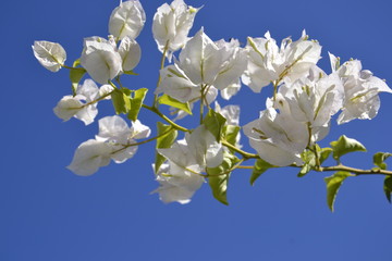 Amendoeira em flor branca