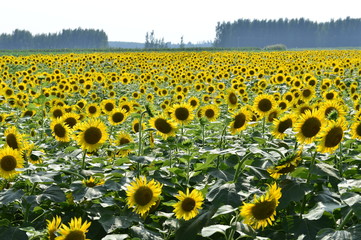 Obraz premium Sunflowers in the field