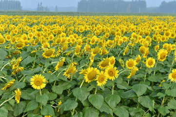 Fototapeta premium Sunflowers in the field