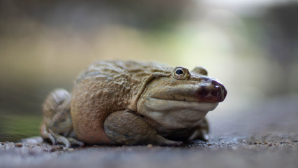 One frog resting on the water.