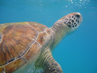 Fototapeta premium tortuga marina