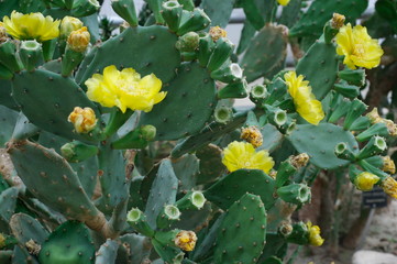 Botanical garden in Balchik, Bulgaria. Collection of cacti and succulents