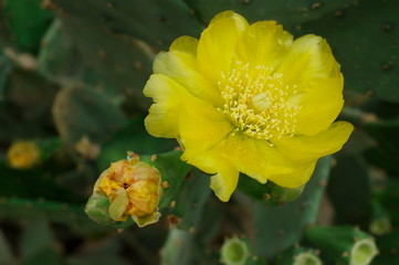 Botanical garden in Balchik, Bulgaria. Collection of cacti and succulents