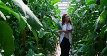 Scientist with digital tablet examining plants in the greenhouse 4k